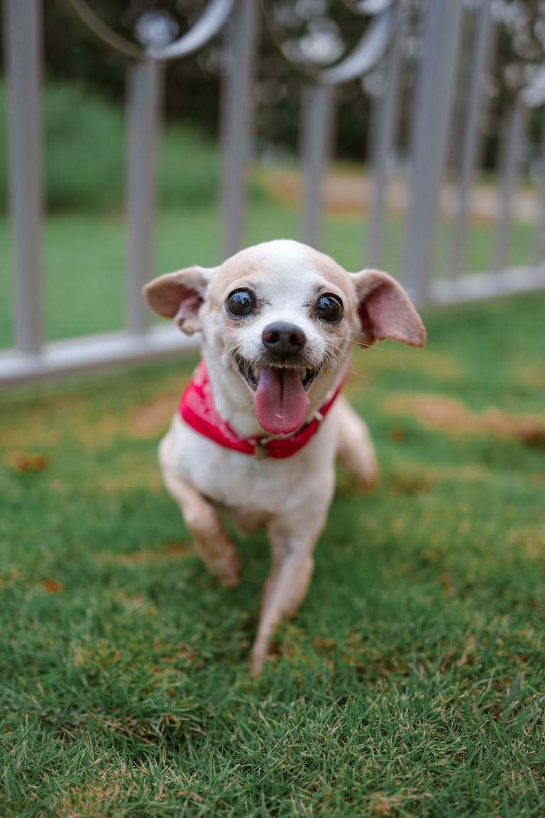 A joyful Chihuahua dog wearing a red harness excitedly running across green grass.
