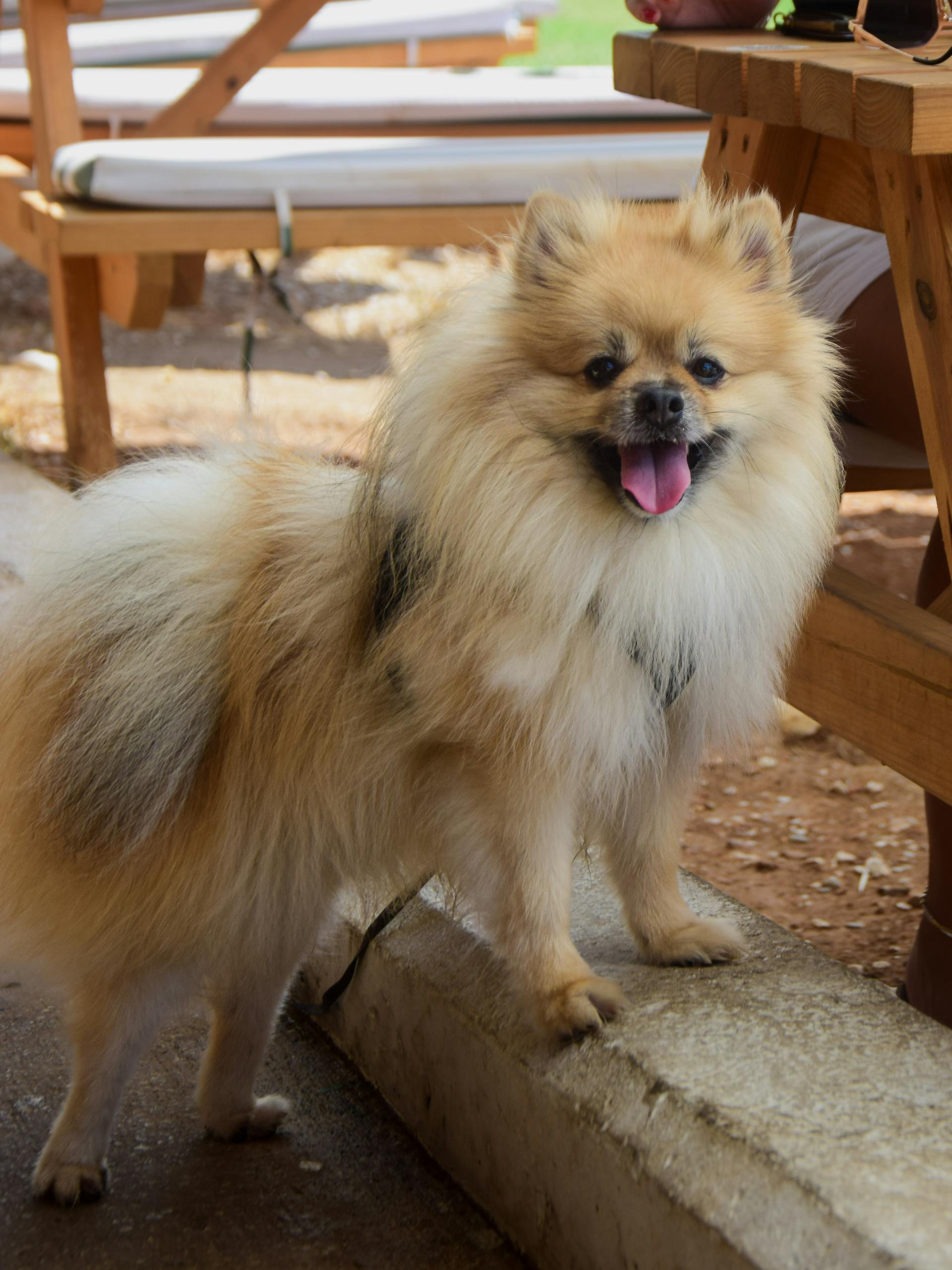Cute Pomeranian dog standing outdoors beside wooden benches, tongue out and looking cheerful.